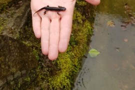 Kleine-Drache